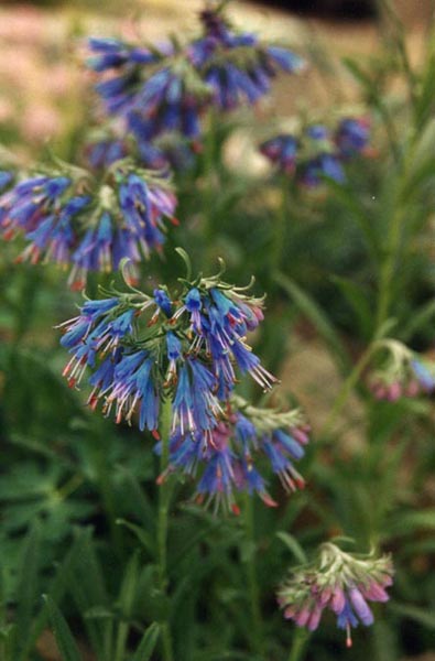 Moltkia petraea en fleurs sur des pentes pierreuses ensoleillées des Balkans